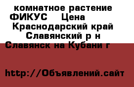 комнатное растение “ФИКУС“ › Цена ­ 2 500 - Краснодарский край, Славянский р-н, Славянск-на-Кубани г.  »    